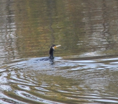Phalacrocorax carbo sinensis