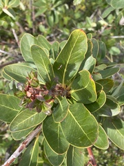 Embothrium coccineum