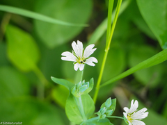 Cerastium davuricum