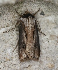 Agrotis venerabilis