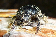 Typhaeus typhoeus