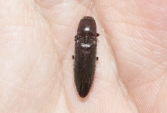 Melanotus longulus