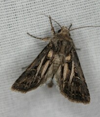 Agrotis gladiaria