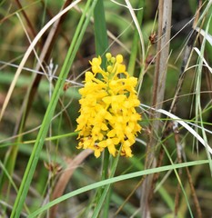 Platanthera integra