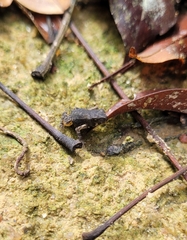 Rhinella crucifer