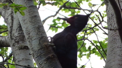 Campephilus magellanicus