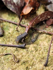 Rhinella crucifer