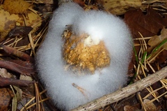 Spinellus fusiger