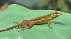 Anolis krugi
