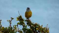 Phrygilus patagonicus