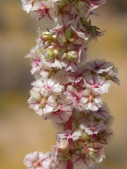 Amaranthus fimbriatus