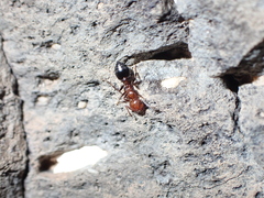Crematogaster alluaudi