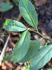 Itea virginica
