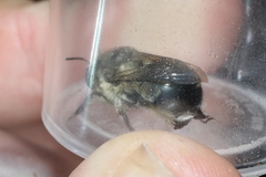 Anthophora edwardsii