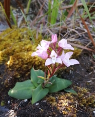 Disa rosea
