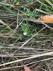 Stellaria graminea