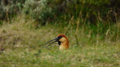 Theristicus melanopis