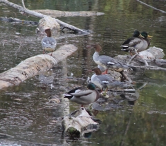 Mergus merganser merganser