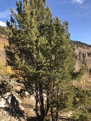 Pinus flexilis