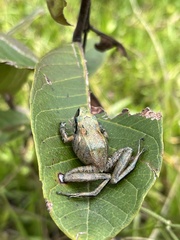 Pristimantis achatinus