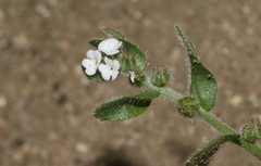 Plagiobothrys collinus