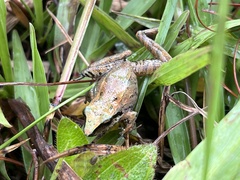 Pristimantis achatinus