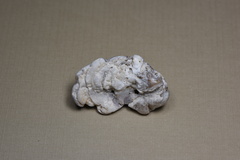 Saccostrea cuccullata