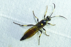 Ichneumon