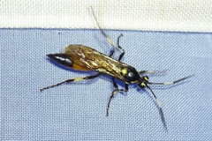 Ichneumon