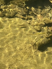 Rhinichthys atratulus