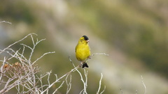 Spinus barbatus
