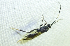 Ichneumon