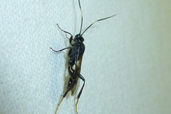 Ichneumon