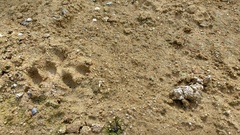 Capreolus capreolus
