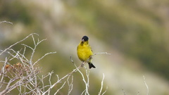Spinus barbatus