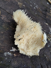 Hericium cirrhatum