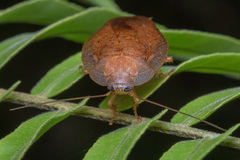 Pseudophoraspis