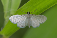 Musotiminae