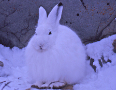 Lepus arcticus
