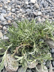 Senecio patagonicus