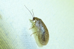 Drepanepteryx algida