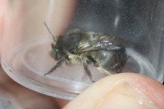 Anthophora edwardsii