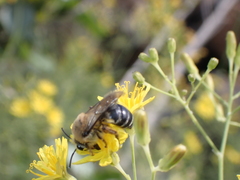 Colletes dimidiatus