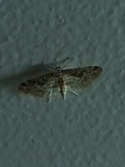 Parapoynx diminutalis