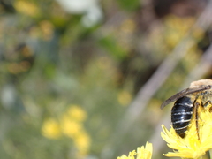 Colletes dimidiatus