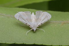 Musotiminae