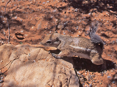 Ammospermophilus interpres