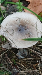 Volvopluteus gloiocephalus