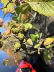 Alnus incana