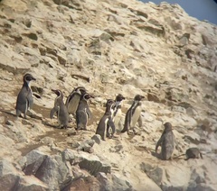 Spheniscus humboldti